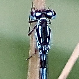 variable
